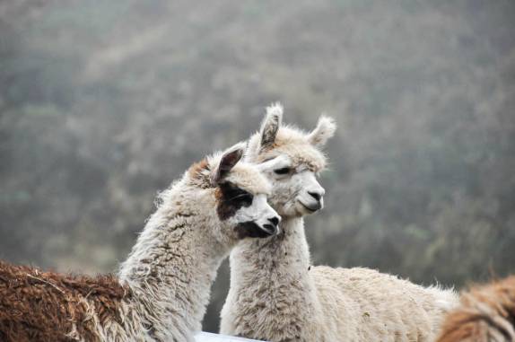 Encontro com lhamas na subida dos Andes na Carretera Transoceanica, em direção à Cusco, no Peru